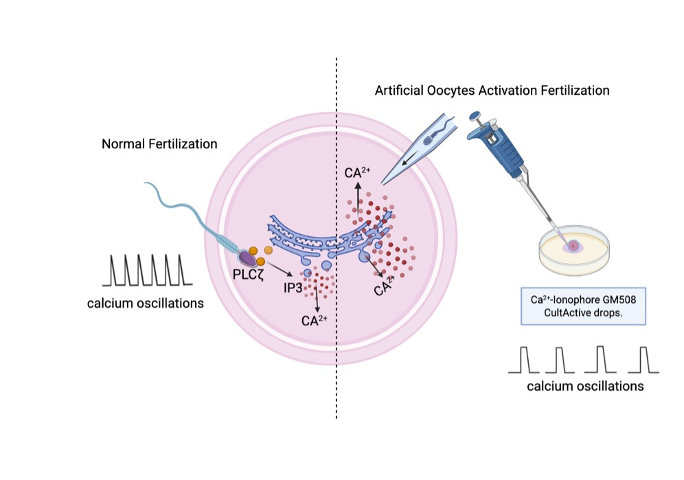 Comparison between physiological oocytes and artificial oocytes activation with calcium oscillations. 
