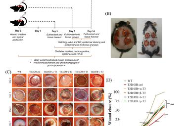 T3 isomers enhanced wound closure in T2D/OB wounds. (A) Treatment workflow. Representative images of the excisional wound made on mice (B), images of gross appearance after wounding (C) and percentage of wound closure rate (n = 12). Data were expressed as mean ± SEM (n = 6); *p < 0.05, **p < 0.01 and ***p < 0.001 vs WT group; #p < 0.05, ##p < 0.01, ###p < 0.001 vs T2D/OB control (ctrl) group.