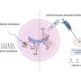 Comparison between physiological oocytes and artificial oocytes activation with calcium oscillations. 